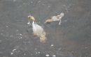 Goosande_Mergus_Merganser_18-7-2018.jpg