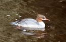 Goosander_Mergus_merganser_Wetherby_30-7-2015.jpg