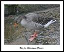 Goose.jpg