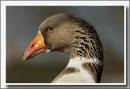 Goose1.jpg
