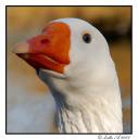 Goose2.jpg