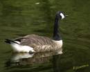 Goose3.jpg
