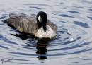 Goose_8-28-7.jpg
