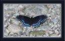 GotTheButterflyBlues.jpg