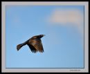 Grackle-n-3--05-15-11_2633_.jpg