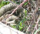 Grass-Snakes.jpg