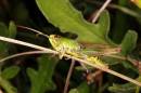 Grasshopper1.jpg