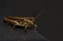 Grasshopper_001.jpg