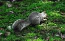 Gray_Squirrel.jpg