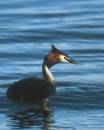 Great-Crested-Grebe-3.jpg