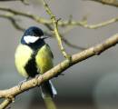 Great-Tit.jpg