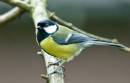Great-Tit1.jpg