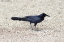 Great-tailed_Grackle_0001_RS.jpg