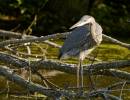 Great_Blue_Heron.jpg