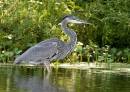 Great_Blue_Heron_7_A.jpg