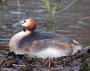 Great_Crested_3.JPG