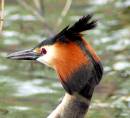 Great_Crested_Grebe_8_600_x_549_.jpg