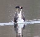 Great_Crested_Grebes.jpg