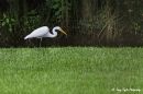 Great_Egret_Nikon_D610_Sig_150_600c_072021_DSC_9683-Edit.jpg