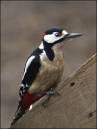 Great_Spotted_Woodpecker.jpg