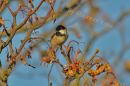 Great_Tit_again_1_edited-2.jpg
