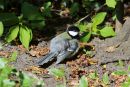 Great_tit_Parus_Major_16-5-2016_4.jpg