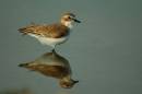 Greater_Sand-Plover_non_breed_1_.JPG