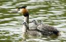 Grebe-Clutch.jpg