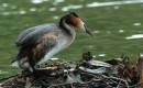 Grebe-on-Nest.jpg