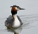 Grebe_Sunday.jpg