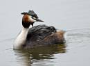 Grebe_Sunday2.jpg