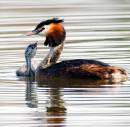 Grebe_and_Chick1.jpg