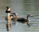 Grebe_and_Chick2.jpg
