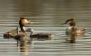 Grebe_and_Chick3.jpg