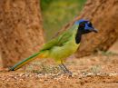 Green-Jay-3389_web.jpg