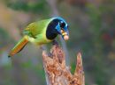 Green-Jay-4190a_web.jpg