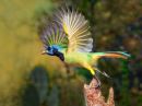 Green-Jay-4390_web.jpg