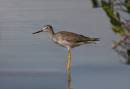 Green-_Tri-_Blue_Heron_and_assorted_Jan_07_0092.jpg