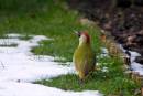 Green-woodpecker1.jpg