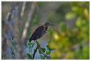 GreenHeron1.jpg