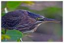 GreenHeron6.jpg