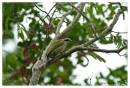 GreenWoodpecker2.jpg