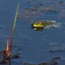 Green_Frog.JPG