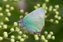 Green_Hairstreak1.jpg