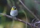 Green_Heron-_Teals_and_assorted_Jan_07_0491.jpg