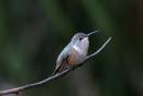 Green_Heron-_Teals_and_assorted_Jan_07_1251.jpg