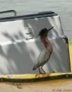 Green_Heron.jpg