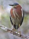 Green_Heron1.jpg