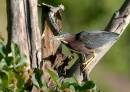 Green_Heron2.jpg