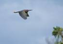 Green_Heron4.jpg